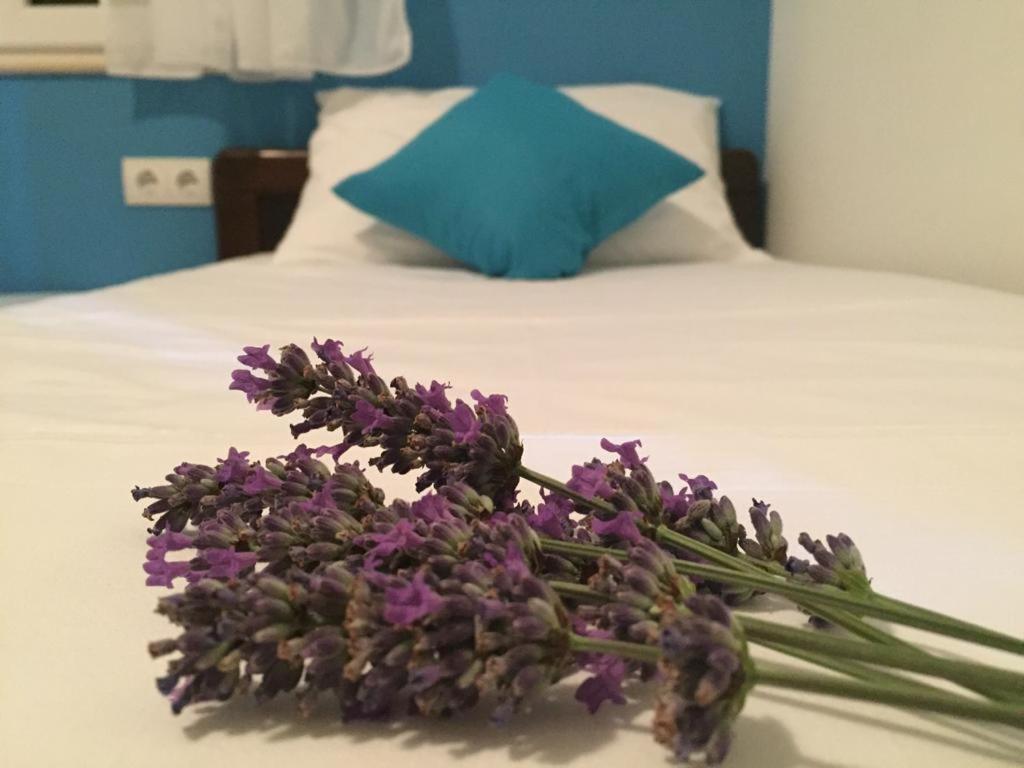 Apartmán Franka Bol